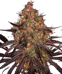 Ayahuasca Purple