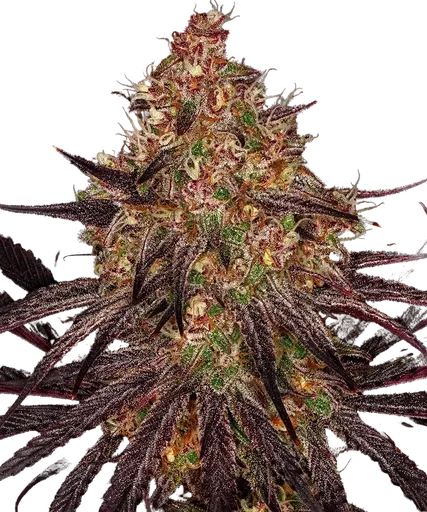 Ayahuasca Purple