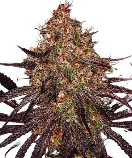 Ayahuasca Purple