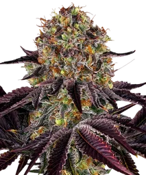Runtz x Layer Cake