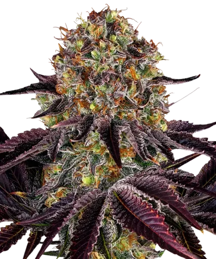 Runtz x Layer Cake