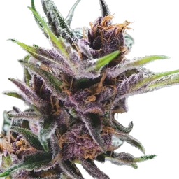 Black Cherry Punch