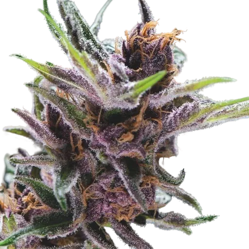 Black Cherry Punch