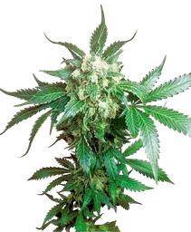 Black Domina