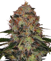 Shiskaberry