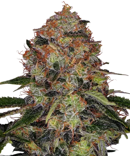 Shiskaberry