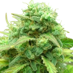Black Jack