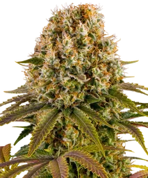 Strawberry Lemonade