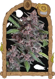 Black Lemon Auto