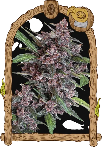 Black Lemon Auto