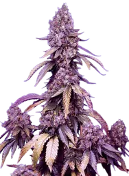 Black Muffin F1 FAST