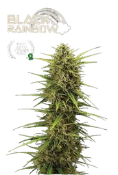 Black Rainbow Auto