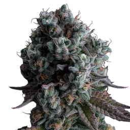 Black Sugar 2.0
