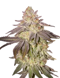 Black Toffee Auto