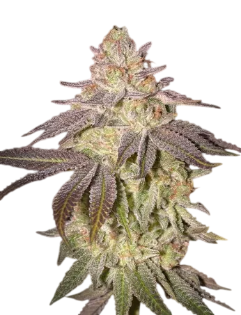 Black Toffee Auto