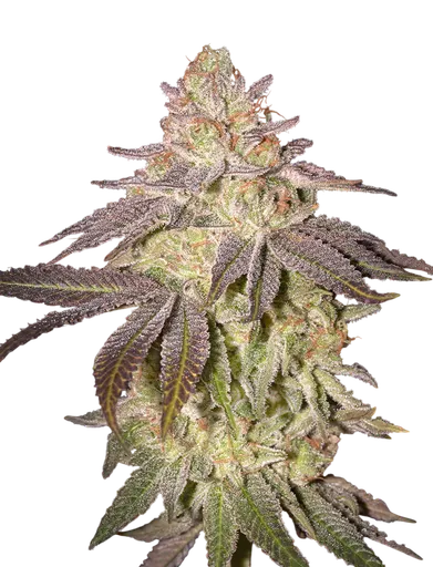 Black Toffee Auto