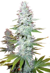Black Widow