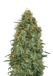 Blueberry