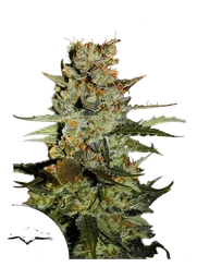 Blueberry Auto