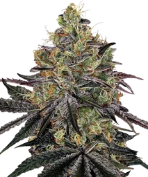 Watermelon Zkittlez