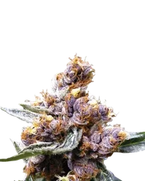 Blueberry