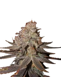 Blueberry Auto