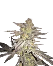 Blueberry
