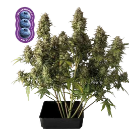 Blueberry Auto