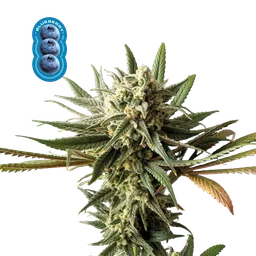 Blueberry