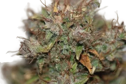 Blueberry Auto
