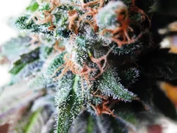 Blueberry