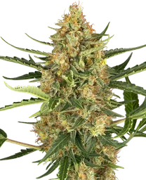 Blueberry Bubblegum Auto