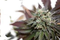 Blueberry Cookies Auto