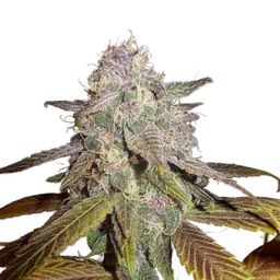 Blueberry F5
