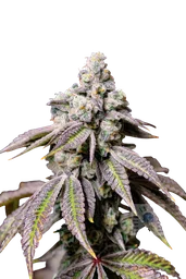 Blueberry Fudge