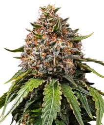 White Widow XXL