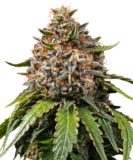 White Widow XXL