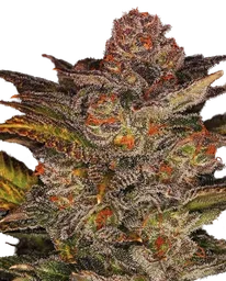 Blueberry Glue Auto
