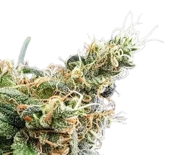 Blueberry Glue