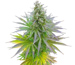 Blueberry Gum