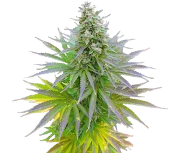 Blueberry Gum