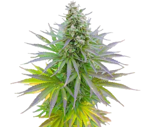 Blueberry Gum