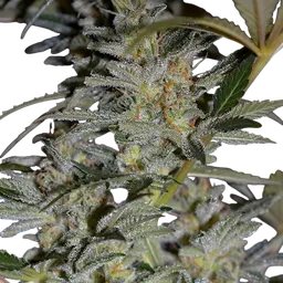 Blueberry Gum #2
