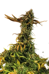 Blueberry Headband