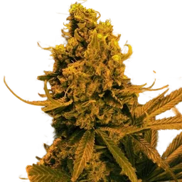 Blueberry Kush Auto