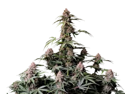 Amnesia Z Auto