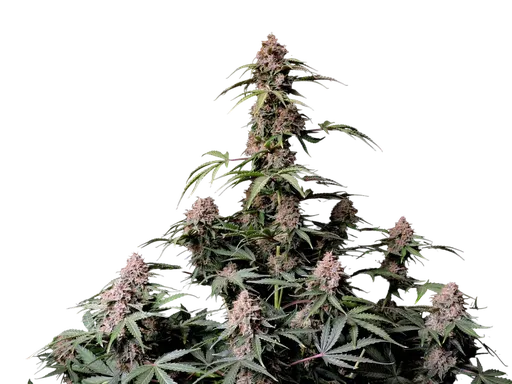 Amnesia Z Auto