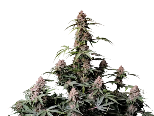 Amnesia Z Auto