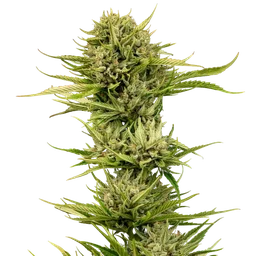 Blueberry Pie F1 Fast