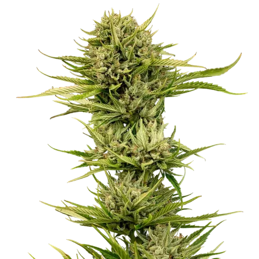 Blueberry Pie F1 Fast